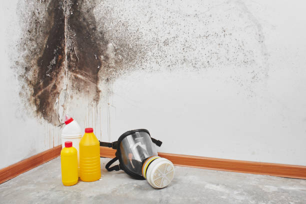 Why You Should Choose Our Mold Remediation Services in Wheaton, MN